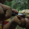 BFREE-Wild-Criollo-Closeup-cacao-WEB