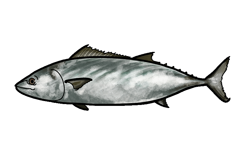 Tuna Types – A Tinned Fish Guide by Caputo’s – Caputo's Market & Deli