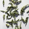 Daphnis and Chloe Our Lemon Verbena Herbal Tea (2) Styled For WEB
