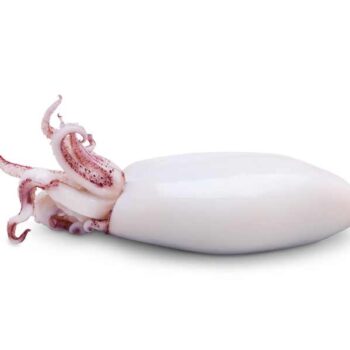 Espinaler-Baby-Squid