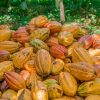 Original-Beans-Femmes-de-Virunga-Cacao-Pods-Brand-Story-For-WEB