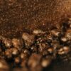 To'ak Alchemy Amazonian Ants Story For WEB 2
