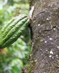To’ak-Signature-2021-Rain-Harvest-0H-75-cacao-pod