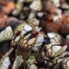 Wildfish-Cannery-Gooseneck-Barnacles-in-Brine-Reserve-6oz-for-web-2